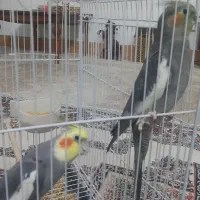یک جفت عروس هلندی  سالم