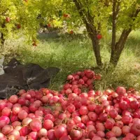 فروش-فوری-باغ-انار-ثمری