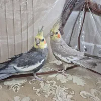 پرنده عروس