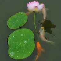 نیلوفر آبی