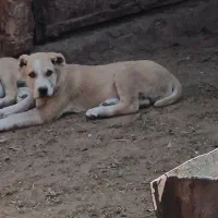 سه تا توله درجه یک فروشی دوتا نر یک ماده