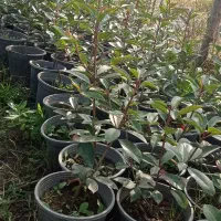 فوتونیا|گل و گیاه طبیعی|کلاچای, |دیوار