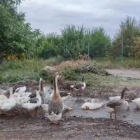 بوقلمون وقوغاز کرج باتخم