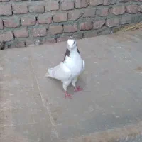 کبوتر خال کاکلی|پرنده|بیرجند, |دیوار