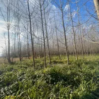 فروش زمین ۲۱۷۵۶ متر نزدیک خیابان اصلی|فروش زمین و ملک کلنگی|رشت, فخب|دیوار