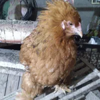 مرغ کرچ برهما