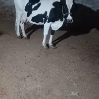 گاو وگوساله