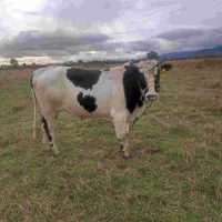 2راس گاو نر 25 ماهه