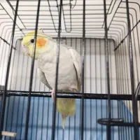 عروس هلندی دست آموز|پرنده|سراب, |دیوار