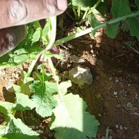 شلغم|عمده‌فروشی|دهاقان, |دیوار