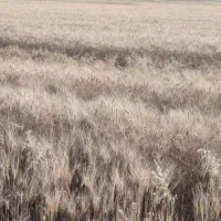 زمین کشاورزی آبی به مقدار 22من