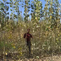 کسب و کار نهال|عمدهفروشی|میاندوآب, |دیوار