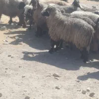 43راس شیشک|حیوانات مزرعه|فراشبند, |دیوار