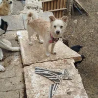 سگ پا کوتاه گمشده