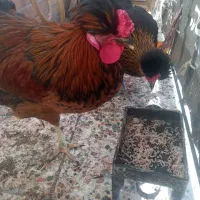 خروس|حیوانات مزرعه|ایلام, |دیوار