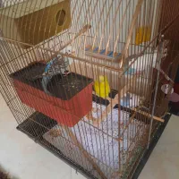 مرغ عشق|پرنده|تهران, شهرک طالقانی|دیوار