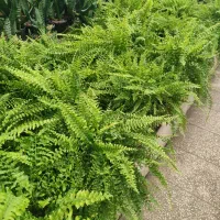 فروش گل های آپارتمانی