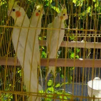 سه عدد عروس زیبا بالغ نر هستن
