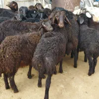 بره
