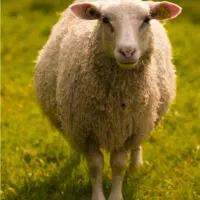 کار چوپانی در ترکیه