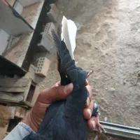کبوتر رنگی|پرنده|شادگان, |دیوار