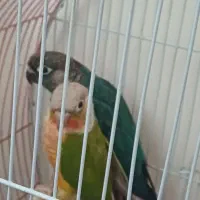 طوطی گرینچیک