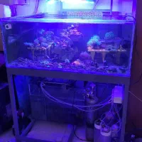 آکواریوم فارم مرجانی