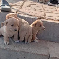 توله پاکوتاه بوبی سرابی ماده|سگ|اردبیل, |دیوار