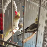 پرنده عروس هلندی