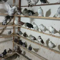 کبوتر فروشی|پرنده|رشت, جماران|دیوار