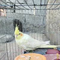 عروس هلندی