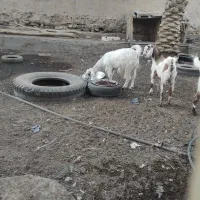 السلام علیکم ،چهارتاگوسفندسه بز ویک تروشت|حیوانات مزرعه|سراوان, |دیوار