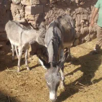 فورشه  حیوان