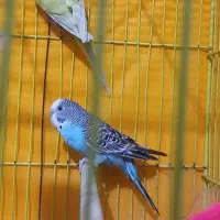 معاوضه مرغ عشق با قفس