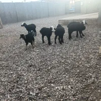 ۵ راس بره اراس بزغاله