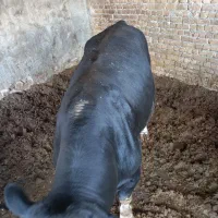 گوساله  چاق