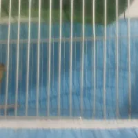 پرنده|پرنده|سیرجان, |دیوار