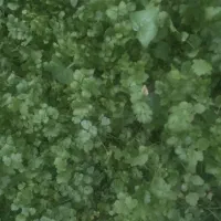 سبزیجات محلی وکاملاتازه وارگانیک