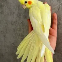 جوجه طوطی عروس هلندی|پرنده|فرخشهر, |دیوار