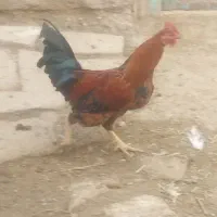 خروس|حیوانات مزرعه|نقده, |دیوار