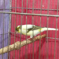 قناری بلند مست