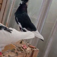 کبوتر|پرنده|رفسنجان, |دیوار