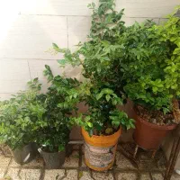 گل طبیعی یاس هلندی و شمشاد