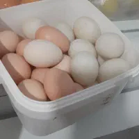 تخم اردک وتخم مرغ محلی