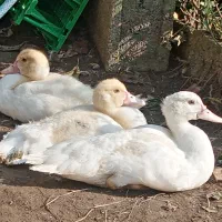 اردک اسراییلی