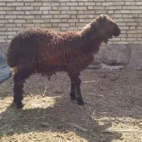 بره گوسفندنروماده