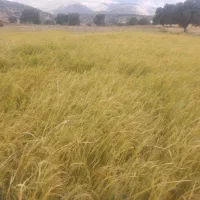 فروش زمین .برنج. باغ.گلخانه.گاوداری