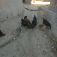 مرغ وخروس|حیوانات مزرعه|بیجار, |دیوار