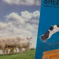 پشمچینی گوسفند با دستگاه برقی
