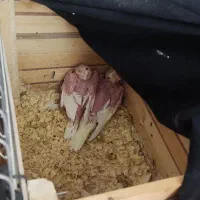 عروس هلندی ۲۰روزه مخصوص آموزش ودستی کردند